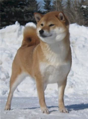 Hillsdale shiba store