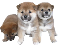 Shiba Puppies