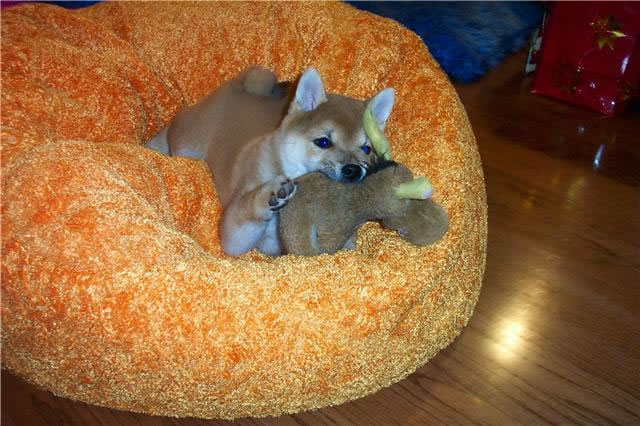 Shiba Inu Pup