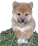 Shiba Puppy