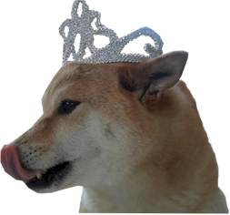 Shiba with Crown